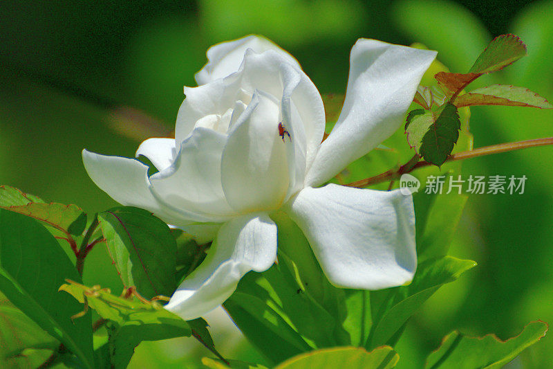 栀子花/普通栀子花:常绿灌木，白色花，非常芳香